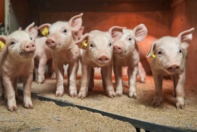 Pig breeding