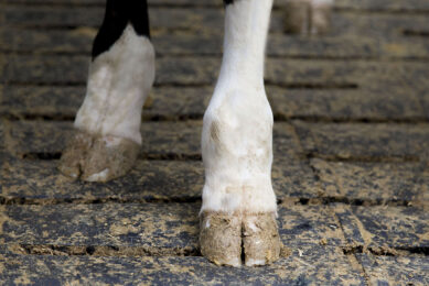 Lameness is a multifactorial condition affecting the health and welfare in dairy cattle. Photo: Koos Groenewold