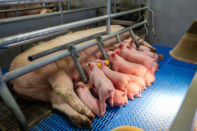 lightweight piglets