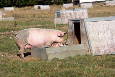 A picture that is well-known in the British pig industry, as 40% of the country’s sows are kept outdoors. According to industry leaders at the British Pig and Poultry Fair, major reform of the UK pig sector is needed to stop the cyclical boom and bust scenario - Photo: Henk Riswick