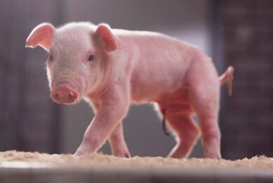 Nutritional strategies to mitigate post-weaning challenges in piglets