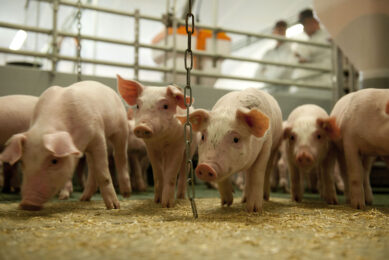 Providing adequate enrichment materials such as chains or rubber hoses, and rooting materials such as straw, mushroom compost or maize silage in pens lowers tail biting levels. Photo: Mark Pasveer