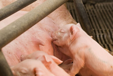 Piglets like any producer would like to see them: drinking healthily with their mother. Photo: Bart Nijs