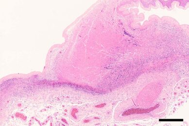 Taylor's method staining for differentiation of bacteria into Gram-positive and Gram-negative.