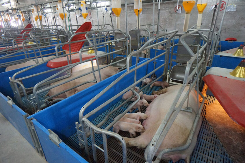 China’s sow herd rose 4.7% in November 2021