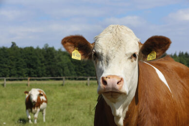 One key opportunity for ruminant nutritionists is the use of different seaweed extracts to reduce methane production. Photo: Henk Riswick