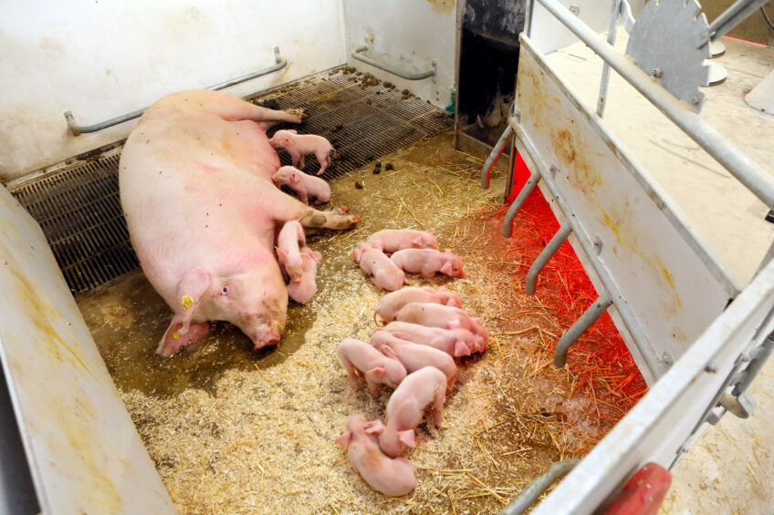 A sow in a loose housing pen in Denmark. Photo: Henk Riswick