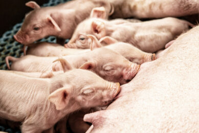 The basis for a healthy piglet starts already with a healthy sow. Photo: Bewital agri