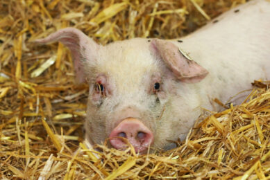 A pig on a farm in Germany - this picture was not taken at the newly infected farm. Photo: Henk Riswick