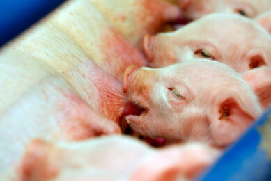 The researchers used 25 newborn piglets for this trial. Photo: Henk Riswick