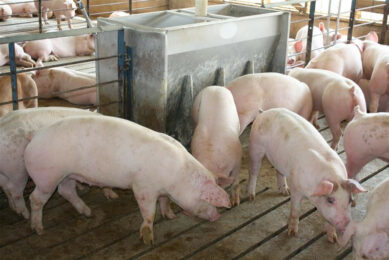 Finisher pigs on a farm in Iowa, USA. The animals in the picture are not related to the PCV4 research. Photo: Vincent ter Beek