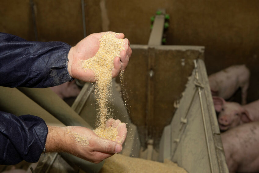 Bacterial species in feed have an essential impact on the growth performance and feed efficiency of pigs. Photo: Twan Wiermans