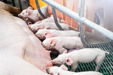 Poland’s pig industry faces an uncertain future yet again